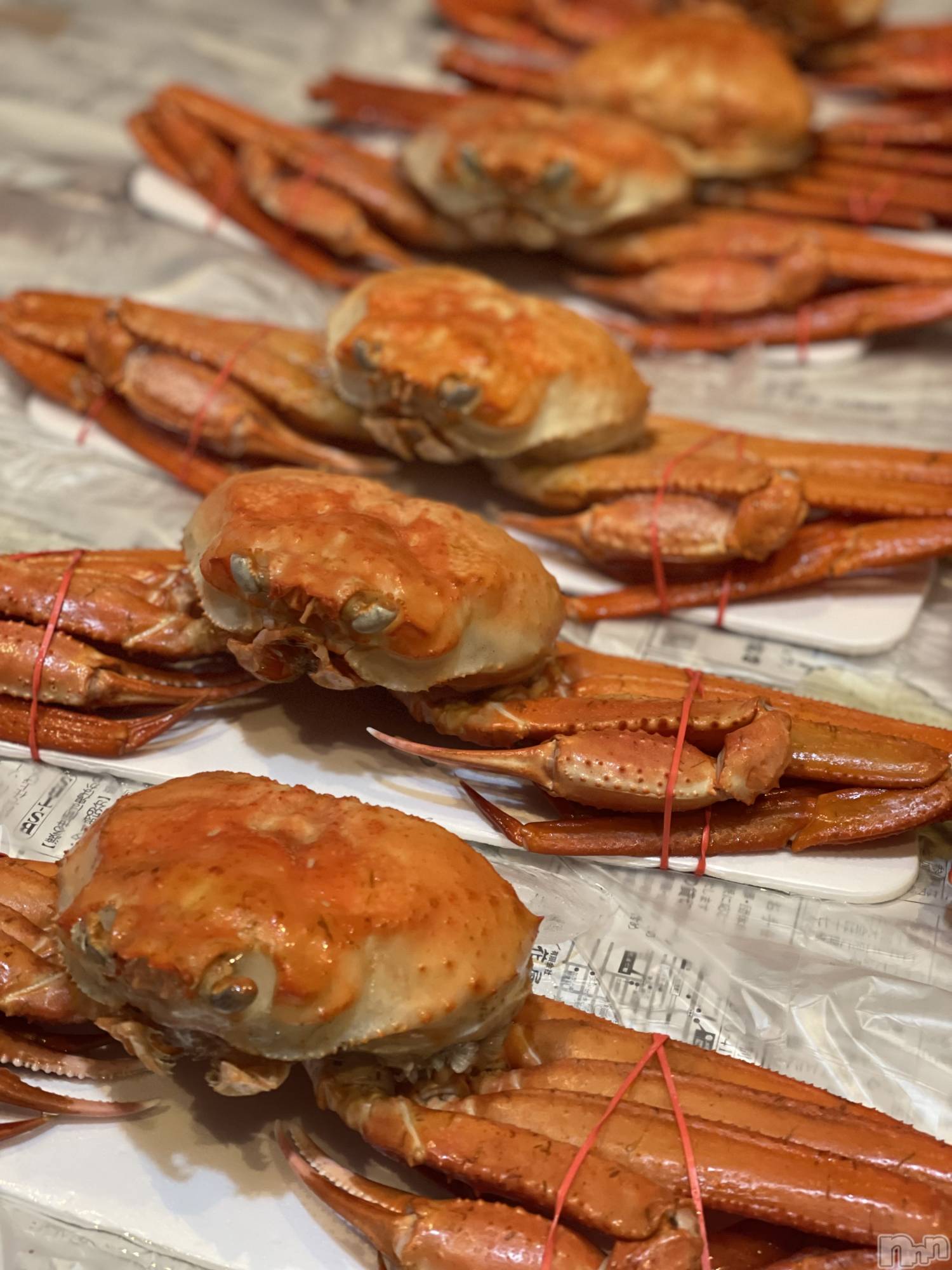 ����ȯ����ѥ˥��󥯥�֥���ѥ˥��󥯥�� �饤�� ��2026ǯ1��3���̥�֥�����🦀 ������ 🦀��