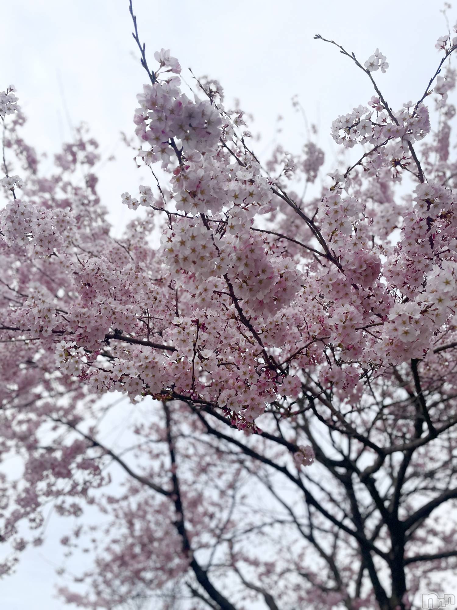 ����ȯ����ѥ˥��󥯥�֥���ѥ˥��󥯥�� �饤�� ��2026ǯ4��5���̥�֥����ֺ�🌸��