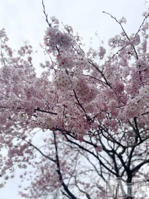 ����ȯ����ѥ˥��󥯥�֥���ѥ˥��󥯥�� �饤�� �Ĥ��ʤ�4��5���̥�֥����ֺ�🌸��