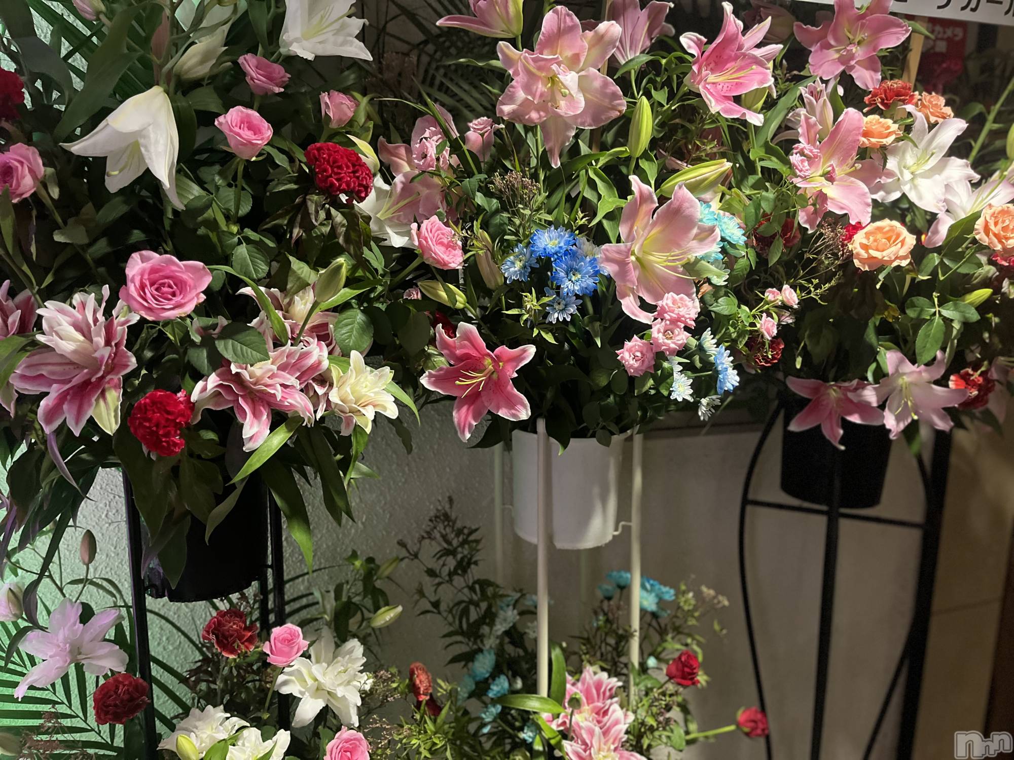 Ĺ�����ʥå��������륺�С����ʥå�����(���ʥå�������) ��2024ǯ11��15���̥�֥�����🌸�����🌸��