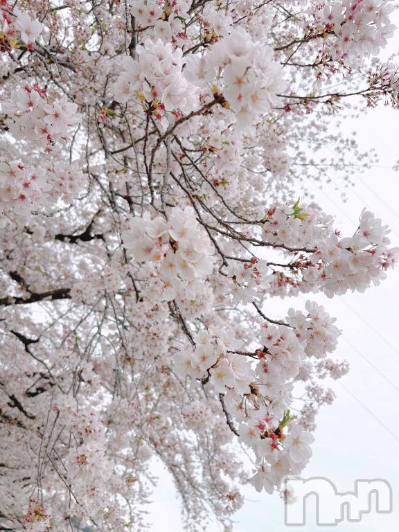 長岡デリヘル奥様特急 長岡店(オクサマトッキュウナガオカテン)りんの(21)の2026年4月7日写メブログ「さくら～さくら～🌸」