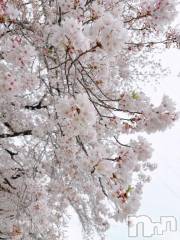 長岡デリヘル奥様特急 長岡店(オクサマトッキュウナガオカテン) りんの(21)の4月7日写メブログ「さくら～さくら～🌸」