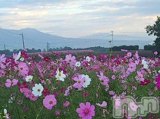新潟人妻デリヘル熟女の風俗 最終章(ジュクジョノフウゾクサイシュウショウ) さつき(50)の10月15日写メブログ「お花も大好きなので、朝早く起きて見てきました。」