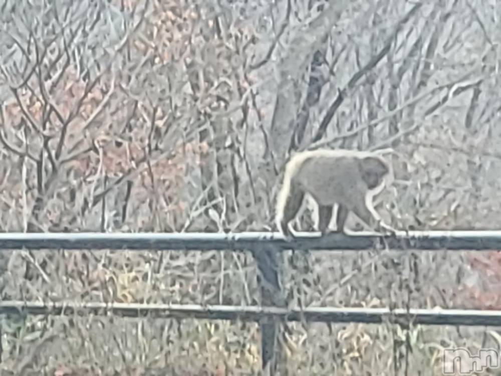 新潟人妻デリヘル熟女の風俗 最終章(ジュクジョノフウゾクサイシュウショウ) さつき(50)の11月21日写メブログ「明日から、高崎店出勤です。」