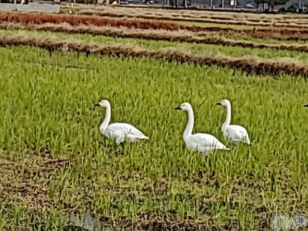 新潟人妻デリヘル熟女の風俗 最終章(ジュクジョノフウゾクサイシュウショウ) さつき(50)の11月24日写メブログ「キャストの女の子達が、白鳥は、昼間田んぼにいるって」