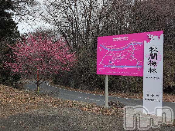 新潟人妻デリヘル熟女の風俗 最終章(ジュクジョノフウゾクサイシュウショウ) さつき(50)の3月15日写メブログ「今日は、群馬三大梅林の秋間梅林に」