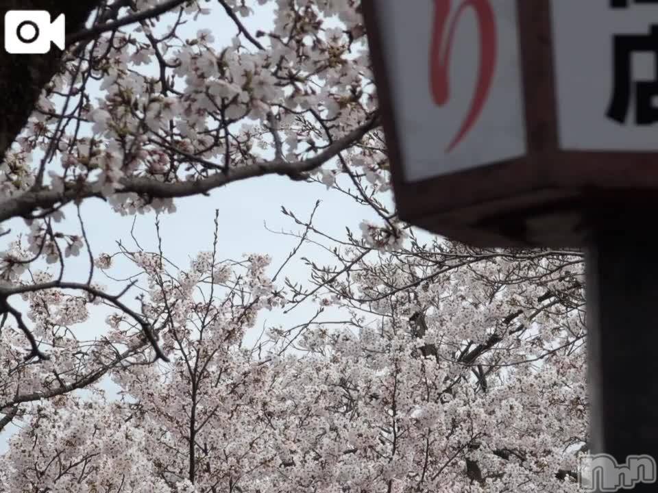 新潟人妻デリヘル熟女の風俗 最終章(ジュクジョノフウゾクサイシュウショウ) さつき(50)の4月11日写メブログ「癒やしを求めて、瓢湖に」