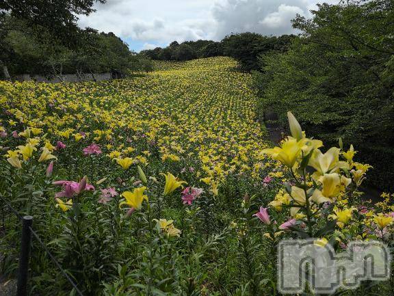 新潟人妻デリヘル熟女の風俗 最終章(ジュクジョノフウゾクサイシュウショウ) さつき(50)の6月26日写メブログ「映画では、白いゆりだったけれど、」