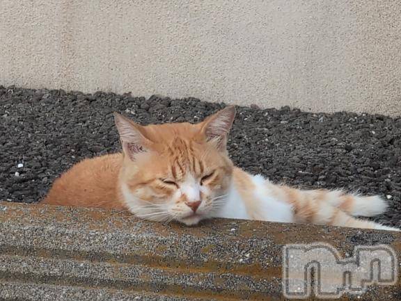 新潟人妻デリヘル熟女の風俗 最終章(ジュクジョノフウゾクサイシュウショウ) さつき(50)の8月24日写メブログ「久しぶりに顔が見えたねこちゃん」