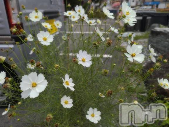 新潟デリヘル熟女の風俗 最終章(ジュクジョノフウゾクサイシュウショウ) さつき(50)の9月29日写メブログ「今日は何の日 狂犬病予防デー」