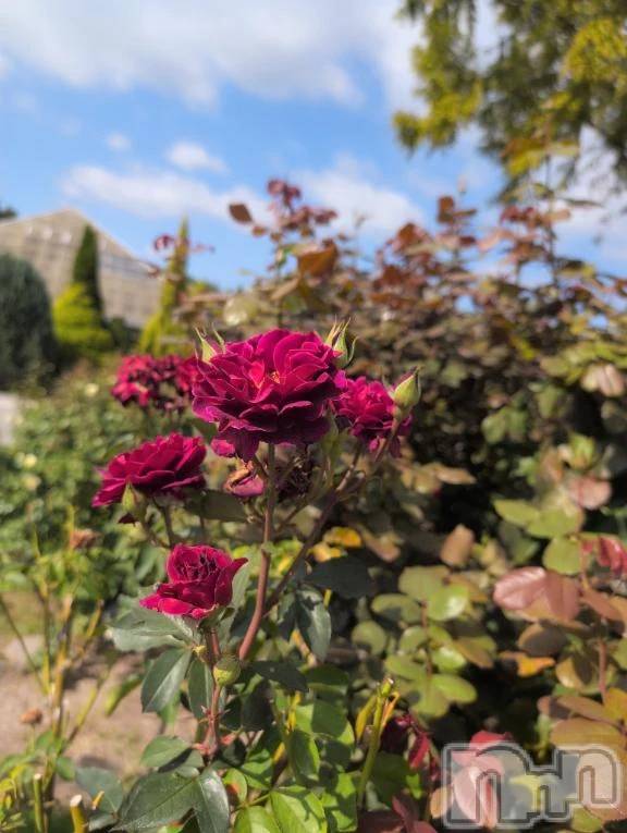 新潟デリヘル熟女の風俗 最終章(ジュクジョノフウゾクサイシュウショウ) さつき(50)の10月11日写メブログ「今日は雨」