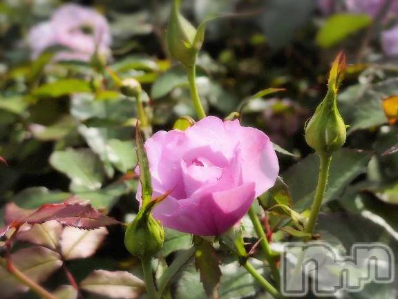 新潟デリヘル熟女の風俗 最終章(ジュクジョノフウゾクサイシュウショウ) さつき(50)の10月12日写メブログ「今日は何の日 豆乳の日」