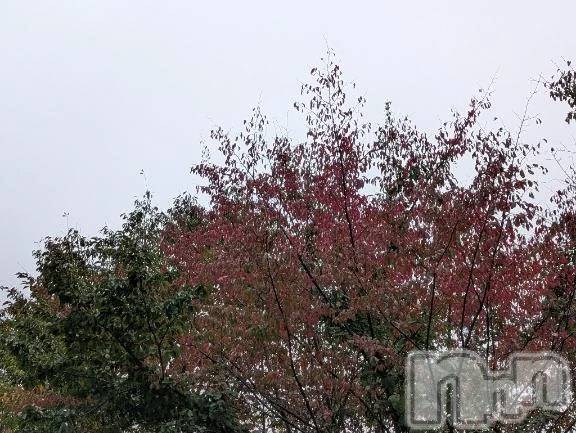 新潟デリヘル熟女の風俗 最終章(ジュクジョノフウゾクサイシュウショウ) さつき(50)の10月15日写メブログ「弥彦神社の紅葉🍁綺麗だったな」