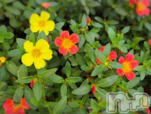 新潟デリヘル熟女の風俗 最終章(ジュクジョノフウゾクサイシュウショウ) さつき(50)の10月18日写メブログ「おはようございます😊」