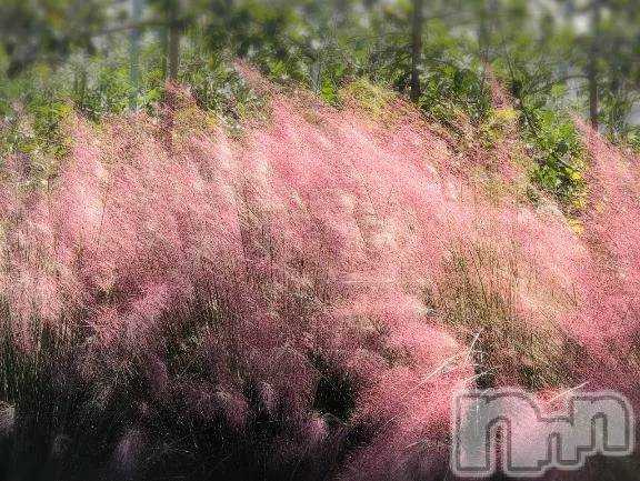 新潟デリヘル熟女の風俗 最終章(ジュクジョノフウゾクサイシュウショウ) さつき(50)の10月18日写メブログ「途中で、ピンクが風にゆられていました」