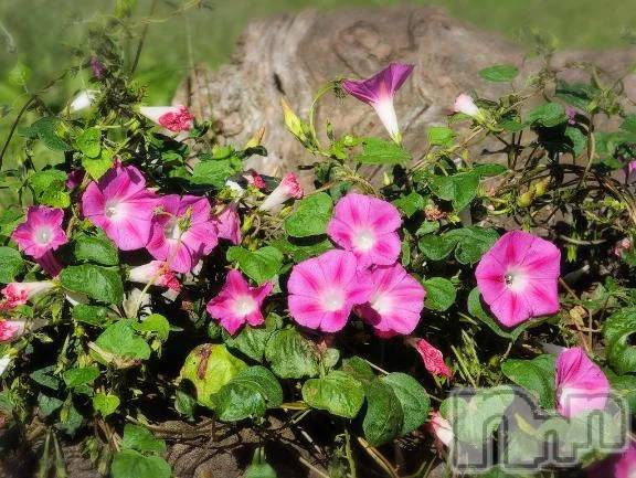 新潟デリヘル熟女の風俗 最終章(ジュクジョノフウゾクサイシュウショウ) さつき(50)の10月20日写メブログ「今日は何の日　床ずれ予防の日」