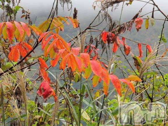 新潟デリヘル熟女の風俗 最終章(ジュクジョノフウゾクサイシュウショウ) さつき(50)の10月22日写メブログ「今日は何の日　カニカマの日」