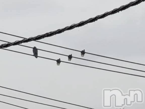 新潟デリヘル熟女の風俗 最終章(ジュクジョノフウゾクサイシュウショウ) さつき(50)の10月22日写メブログ「鳥が、電線に❤️」