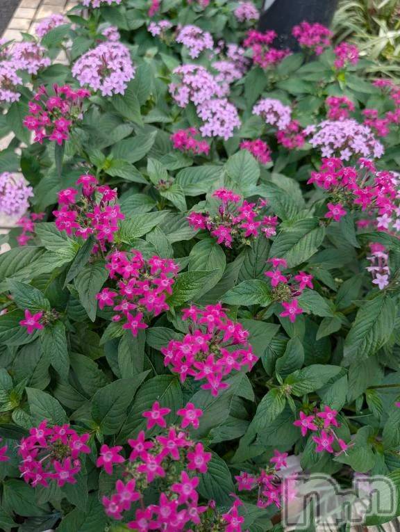 新潟デリヘル熟女の風俗 最終章(ジュクジョノフウゾクサイシュウショウ) さつき(50)の10月24日写メブログ「今日は何の日　削節の日」