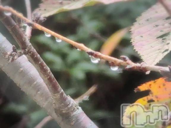 新潟デリヘル熟女の風俗 最終章(ジュクジョノフウゾクサイシュウショウ) さつき(50)の10月26日写メブログ「雨上がりの木の枝に、雨粒のアクセサリー」