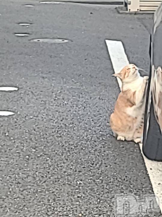 新潟人妻デリヘル熟女の風俗 最終章(ジュクジョノフウゾクサイシュウショウ)さつき(50)の2024年10月15日写メブログ「どうぶつも大好きな私   よく見かける猫ちゃん」