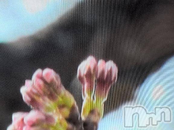新潟人妻デリヘル熟女の風俗 最終章(ジュクジョノフウゾクサイシュウショウ)さつき(50)の2025年4月5日写メブログ「高田城址公園の桜　　開花宣言でなかった。」