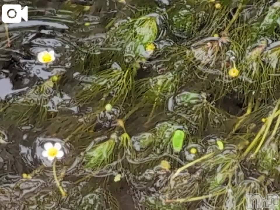 新潟人妻デリヘル熟女の風俗 最終章(ジュクジョノフウゾクサイシュウショウ)さつき(50)の2025年5月7日写メブログ「探して、探して、自然に咲いている梅花藻」