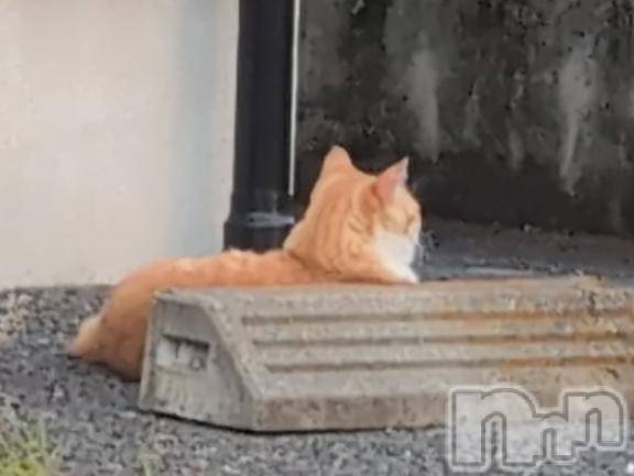 新潟人妻デリヘル熟女の風俗 最終章(ジュクジョノフウゾクサイシュウショウ)さつき(50)の2025年8月24日写メブログ「おはようございます😊」