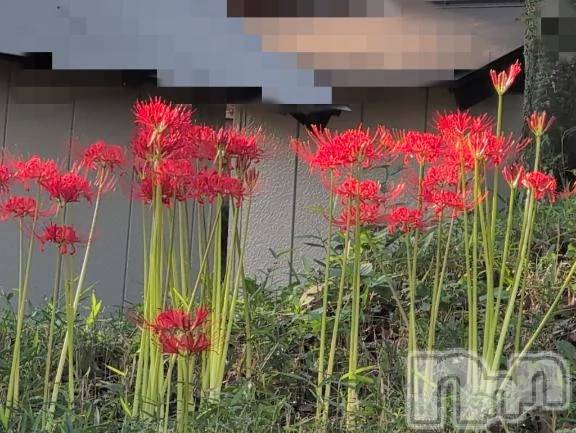 新潟人妻デリヘル熟女の風俗 最終章(ジュクジョノフウゾクサイシュウショウ)さつき(50)の2025年9月24日写メブログ「おはよございます☺️」