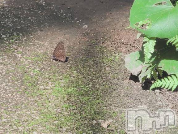 新潟デリヘル熟女の風俗 最終章(ジュクジョノフウゾクサイシュウショウ)さつき(50)の2025年10月2日写メブログ「今日は、蝶々を見に昆虫の森に」