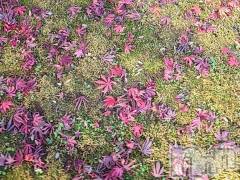 新潟人妻デリヘル熟女の風俗 最終章(ジュクジョノフウゾクサイシュウショウ) さつき(50)の11月25日写メブログ「おはようございます。朝のドライブ」