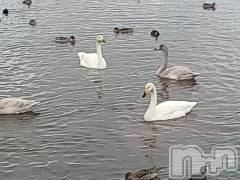 新潟人妻デリヘル熟女の風俗 最終章(ジュクジョノフウゾクサイシュウショウ) さつき(50)の1月19日写メブログ「新潟の人は、知っているのかな?白鳥が集団で飛び立つ時にする事」