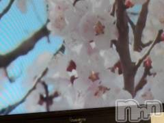 新潟人妻デリヘル熟女の風俗 最終章(ジュクジョノフウゾクサイシュウショウ) さつき(50)の4月5日写メブログ「次のご案内は、18時以降になります。💖🩷❤️」