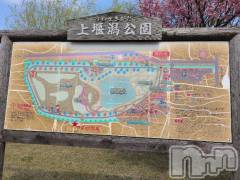 新潟デリヘル熟女の風俗 最終章(ジュクジョノフウゾクサイシュウショウ) さつき(50)の4月10日写メブログ「今日は、朝テレビでやっていた桜の名所に」