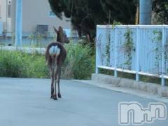 新潟人妻デリヘル熟女の風俗 最終章(ジュクジョノフウゾクサイシュウショウ) さつき(50)の5月2日写メブログ「先日、野生の鹿見たんだけど、住宅街で」