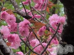 新潟デリヘル熟女の風俗 最終章(ジュクジョノフウゾクサイシュウショウ) さつき(50)の5月14日写メブログ「今日は何の日　けん玉の日」