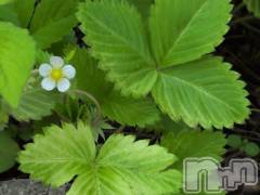 新潟デリヘル熟女の風俗 最終章(ジュクジョノフウゾクサイシュウショウ) さつき(50)の5月15日写メブログ「今日は何の日　いちご🍓の日」