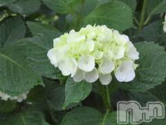 新潟デリヘル熟女の風俗 最終章(ジュクジョノフウゾクサイシュウショウ) さつき(50)の6月1日写メブログ「今朝は、あじさいを見てきたよ」