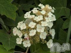 新潟デリヘル熟女の風俗 最終章(ジュクジョノフウゾクサイシュウショウ) さつき(50)の7月6日写メブログ「７月５日になにか起こる　　予言はずれてよかったね」