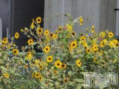 新潟デリヘル熟女の風俗 最終章(ジュクジョノフウゾクサイシュウショウ) さつき(50)の9月28日写メブログ「今日は何の日　ニワトリの日」