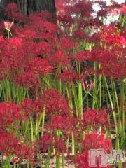 新潟デリヘル熟女の風俗 最終章(ジュクジョノフウゾクサイシュウショウ) さつき(50)の9月29日写メブログ「彼岸花がきれいですが、田んぼのあぜ道などに植えられたのは」