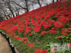 新潟デリヘル熟女の風俗 最終章(ジュクジョノフウゾクサイシュウショウ) さつき(50)の9月30日写メブログ「埼玉県の彼岸花を見てきました」