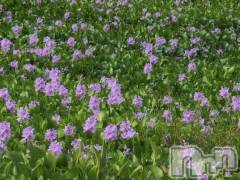 新潟デリヘル熟女の風俗 最終章(ジュクジョノフウゾクサイシュウショウ) さつき(50)の9月30日写メブログ「彼岸花を見る前にホテイアオイを見ました」