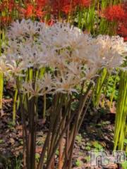 新潟デリヘル熟女の風俗 最終章(ジュクジョノフウゾクサイシュウショウ) さつき(50)の9月30日写メブログ「彼岸花を見ながらの」