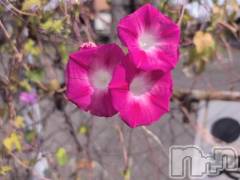 新潟デリヘル熟女の風俗 最終章(ジュクジョノフウゾクサイシュウショウ) さつき(50)の10月6日写メブログ「昨日は何の日　　レジ袋ゼロデー」