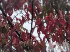 新潟デリヘル熟女の風俗 最終章(ジュクジョノフウゾクサイシュウショウ) さつき(50)の10月14日写メブログ「峠の駐車場で少しだけ紅葉している葉っぱが」