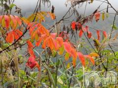 新潟デリヘル熟女の風俗 最終章(ジュクジョノフウゾクサイシュウショウ) さつき(50)の10月22日写メブログ「今日は何の日　カニカマの日」