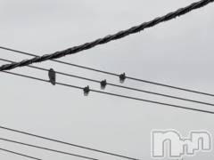 新潟デリヘル熟女の風俗 最終章(ジュクジョノフウゾクサイシュウショウ) さつき(50)の10月22日写メブログ「鳥が、電線に❤️」