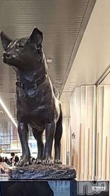 新潟人妻デリヘル 熟女の風俗 最終章(ジュクジョノフウゾクサイシュウショウ) さつき(50)の11月17日写メブログ「新潟で、忠犬といえば、忠犬タマ公なんですね。」