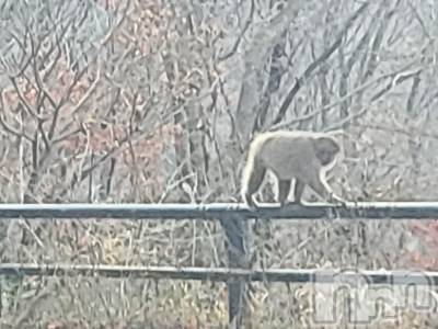 新潟人妻デリヘル 熟女の風俗 最終章(ジュクジョノフウゾクサイシュウショウ) さつき(50)の11月21日写メブログ「明日から、高崎店出勤です。」